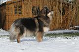 CHIEN FINNOIS DE LAPONIE 193